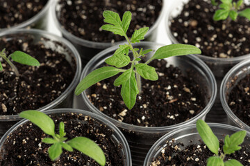 Tomato plants planting. Young tomato seedlings growing in plastic containers indoors before they will be transplanted into the garden. Home gardening in spring season
