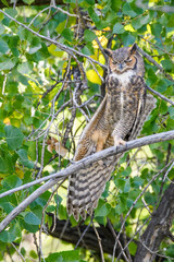 great horned owl stretching