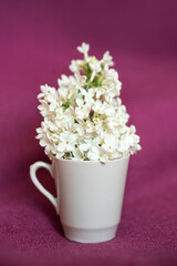 white lilac in a small cup on a fuchsia fabric.