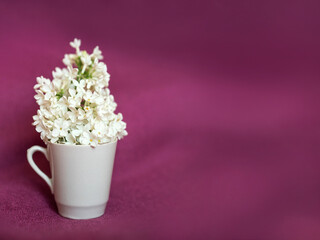 white lilac in a small cup on a fuchsia fabric.