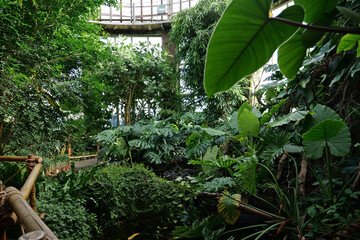 Beautiful green tropical plants in greenhouse