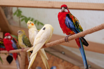 Parrots with colorful feathers sits on rope in the aviary