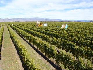 Fototapeta na wymiar Mechanical wine grape harvesting. 