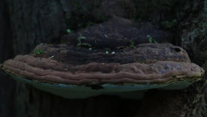 Artist's bracket (Ganoderma applanatum) fugus on a tree, panning movement