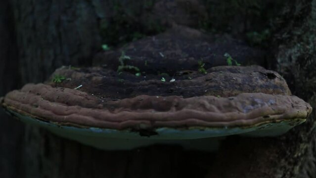 Artist's bracket (Ganoderma applanatum) fugus on a tree, panning movement
