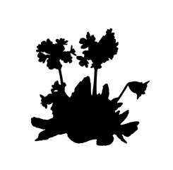 cowslip (Primula veris) plant silhouette isolated on white background