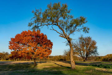 Fototapeta premium Autumn Tree and Field