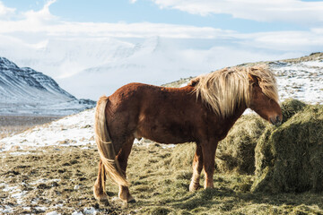 Icelandic horse in winter behind a hay