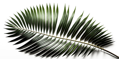 Obraz premium A single palm frond, silhouetted against a bright white backdrop, is captured in a tranquil moment of stillness - generative ai.