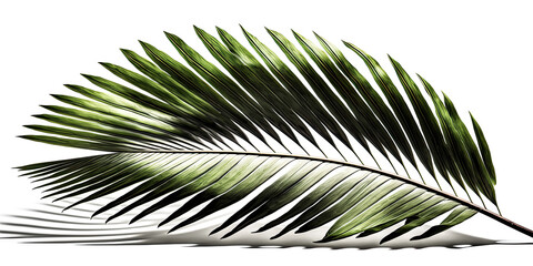 A tranquil palm frond stands against a pristine white backdrop, its long leaves stretching outward elegantly - generative ai.