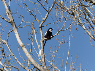 Black and White ruffed lemur perched in a tree
