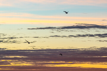 Sunset Gull