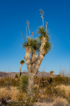 Soaptree Yucca in Big Bend National Park