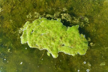 Fermented bag of green yeasts in river