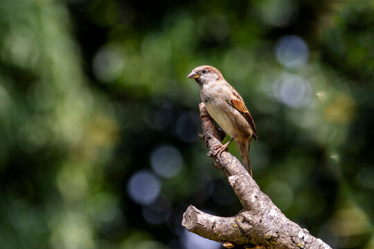The sparrow also know as Pardal or Gorrion singing perched on the branch. Species Passer domesticus. Animal world. Birdwatching.