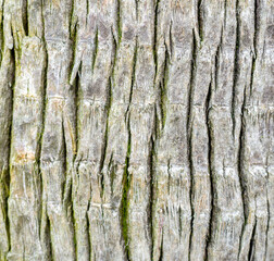 Wooden pattern. Background from the bark of a palm tree. Wrinkled bark. Uneven surface.