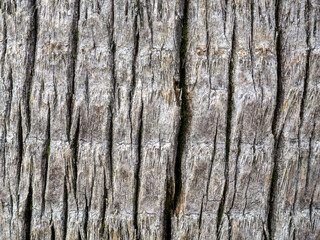 Wooden pattern. Background from the bark of a palm tree. Wrinkled bark. Uneven surface.