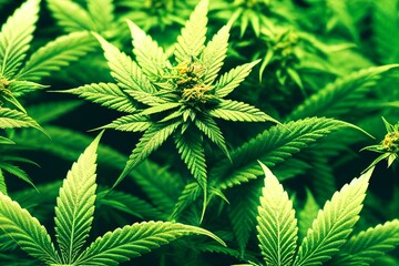 Naklejka na ściany i meble Marijuana, a field of wild cannabis, medical cannabis. Generative AI
