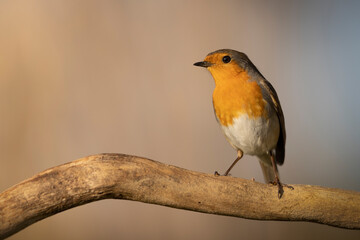 Colorful bird: the European Robin (Erithacus rubecula).
