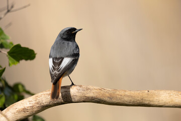 The black redstart male (Phoenicurus ochruros) small passerine bird.