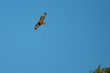 Une buse variable en chasse