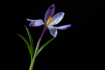 Close up saffron flower on a black background. Spring concept.
