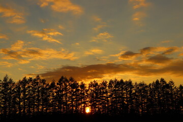 夕焼けシルエット/防風林