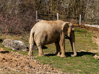 elephant eating grass in a zoo