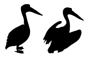 Two pelicans black silhouettes isolated on white background. Pelecanus onocrotalus dark shadow icon, vector eps 10