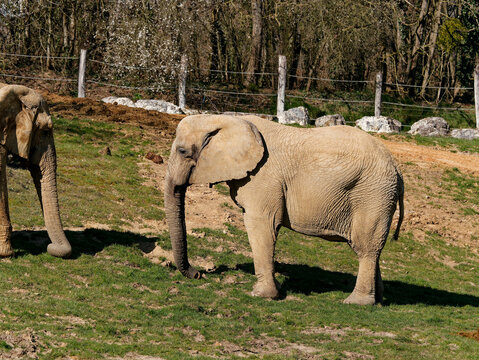 Elephant Eating Grass In A Zoo