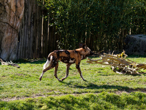 lycaon running in the grass