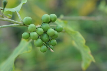Eggplant on the tree can be collected for cooking.