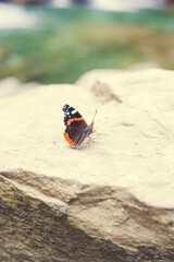 Fototapeta na wymiar butterfly on the stone
