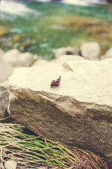 butterfly on the stone