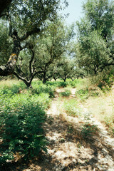 Walk among the olive trees