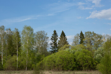 Spring forest landscape with fresh green foliage and blue sky for publication, design, poster, calendar, post, screensaver, wallpaper, postcard, banner, cover, website. High quality photo
