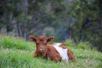 Baby cow photography, calf in green grass