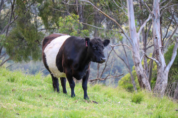 Black and white oreo cow, animal photography