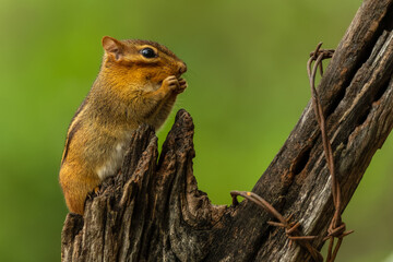 Chipmunk Eating