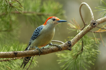 Red-bellied Woodpecker