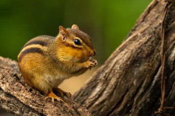 Chipmunk eating