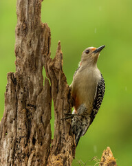 Red-bellied Woodpecker