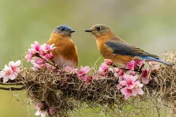 Male and Female Bluebirds Perched on Vine with Cherry blossoms and Spanish Moss