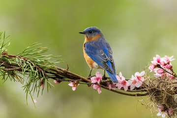 Male Bluebird perched on vine with cherry blossoms
