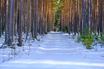 Fototapeta premium Beautiful winter landscape with pathway and northern sun in coniferous forest