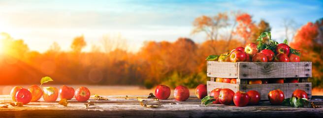 Crate Of Red Apples On Wooden Harvest Table With Field Trees And Sky Background - Autumn And Harvest - Powered by Adobe