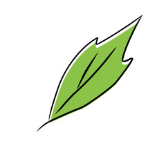 green leaf design element