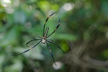 Nephilinae is a subfamily of spiders in the family Araneidae