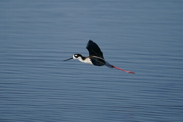 Black-necked Stilt Flying