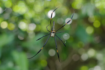 Nephilinae is a subfamily of spiders in the family Araneidae